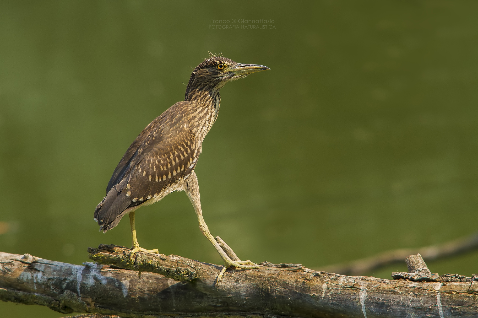 Night Heron young.