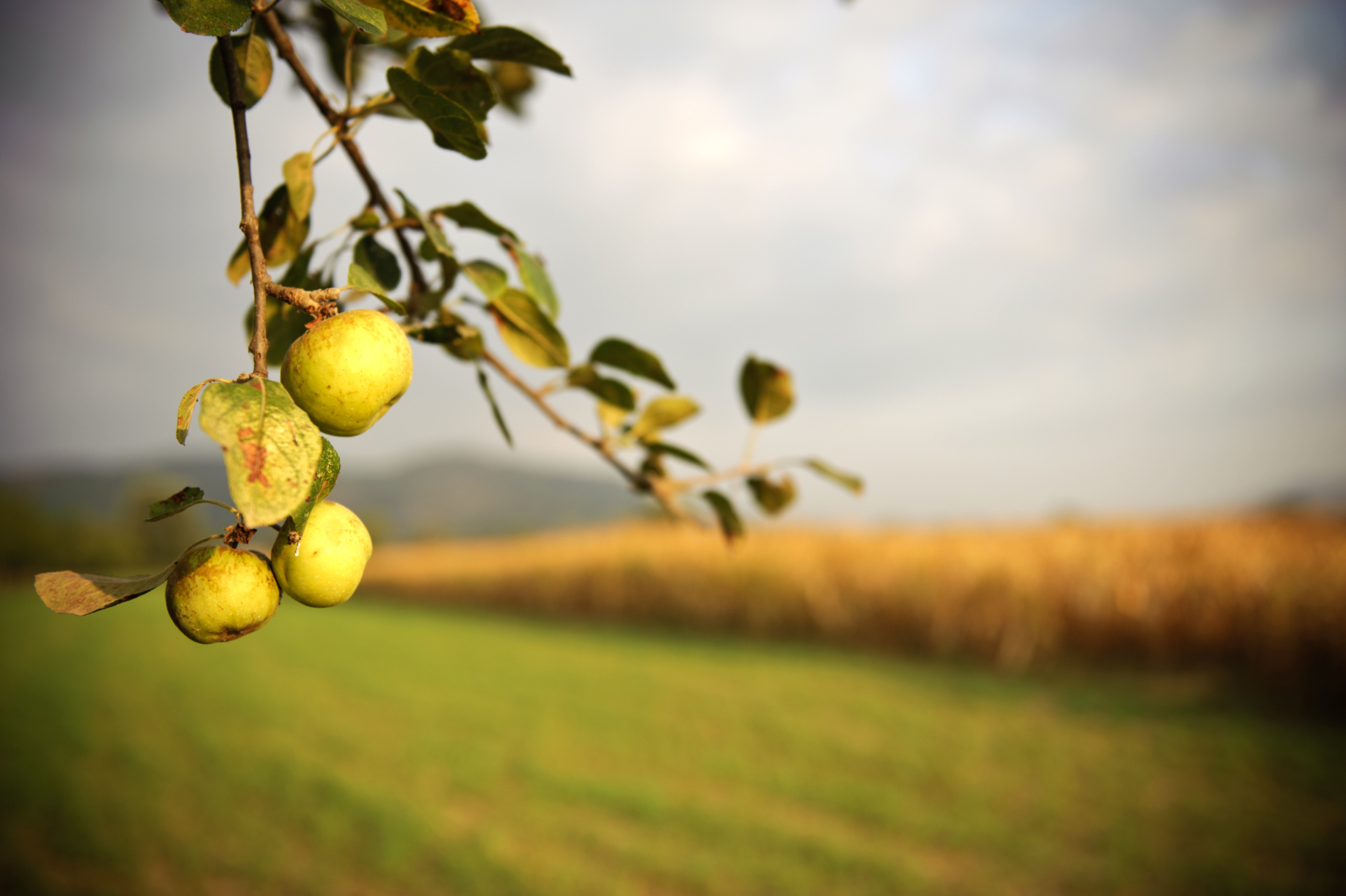 I primi colori dell'autunno.