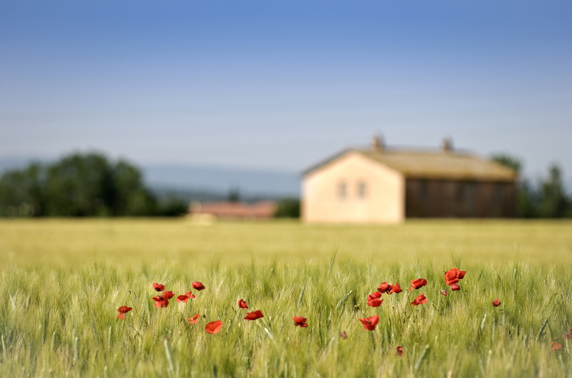 In the midst of the wheat.