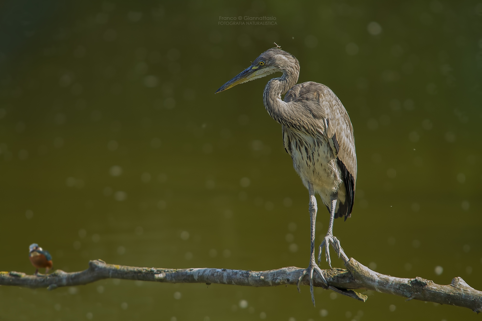 The Heron with martino.