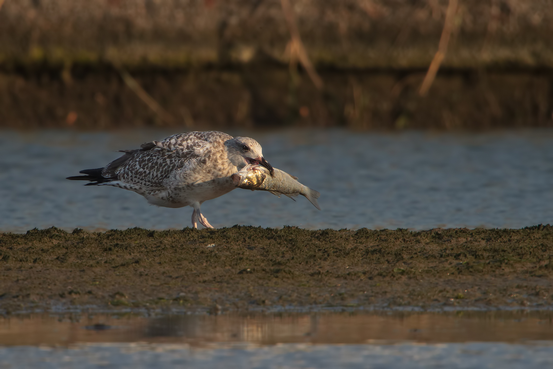 seagull and sea bass ...