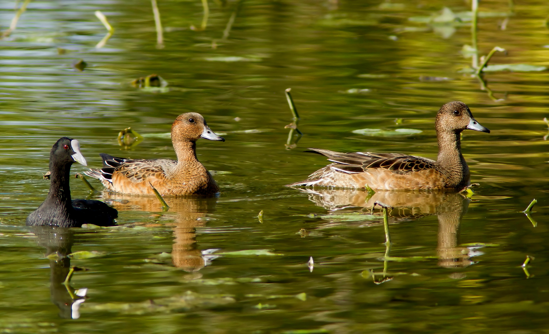 Fischioni in Abito Invernale
