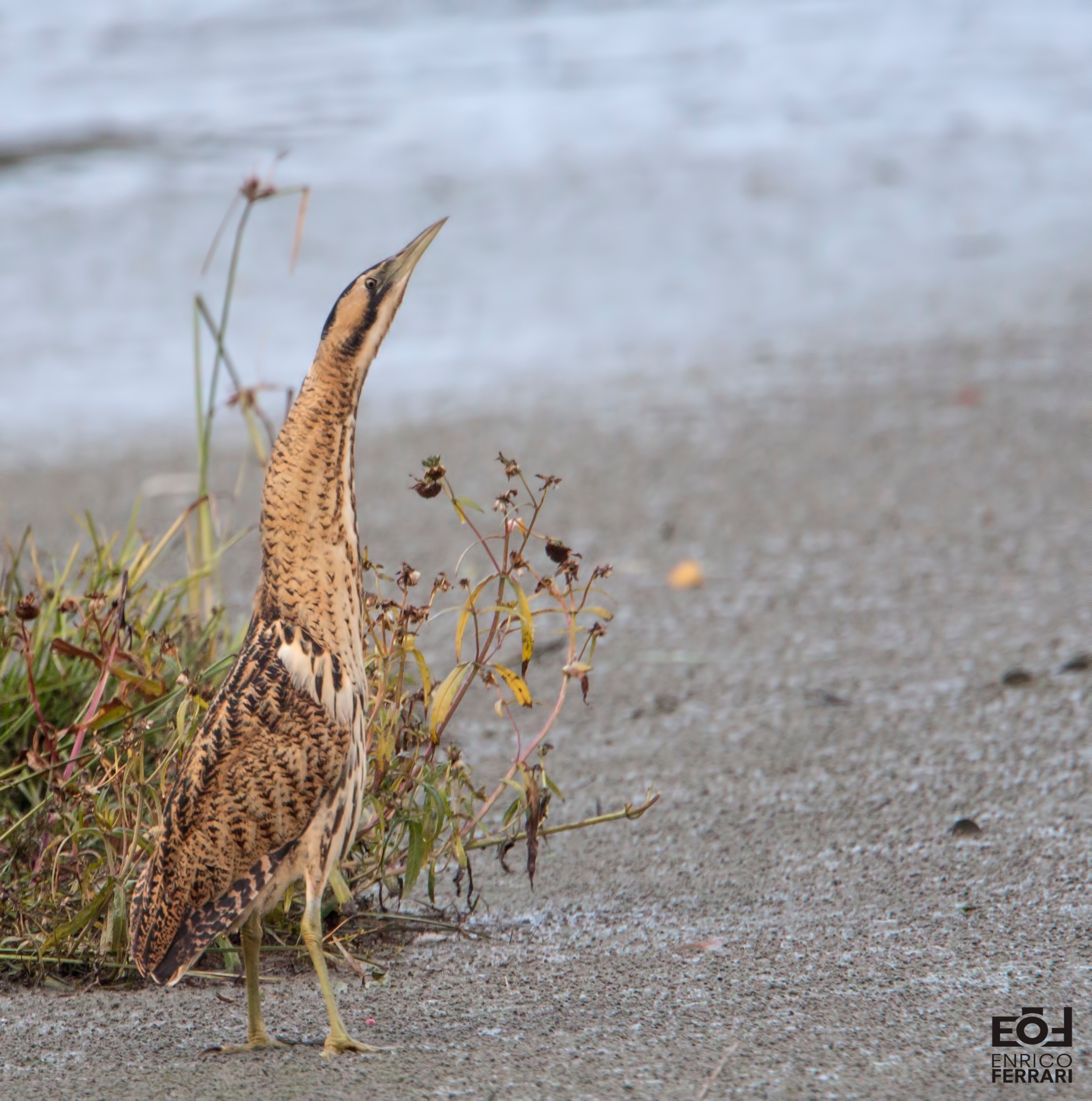 Bittern at Torrile
