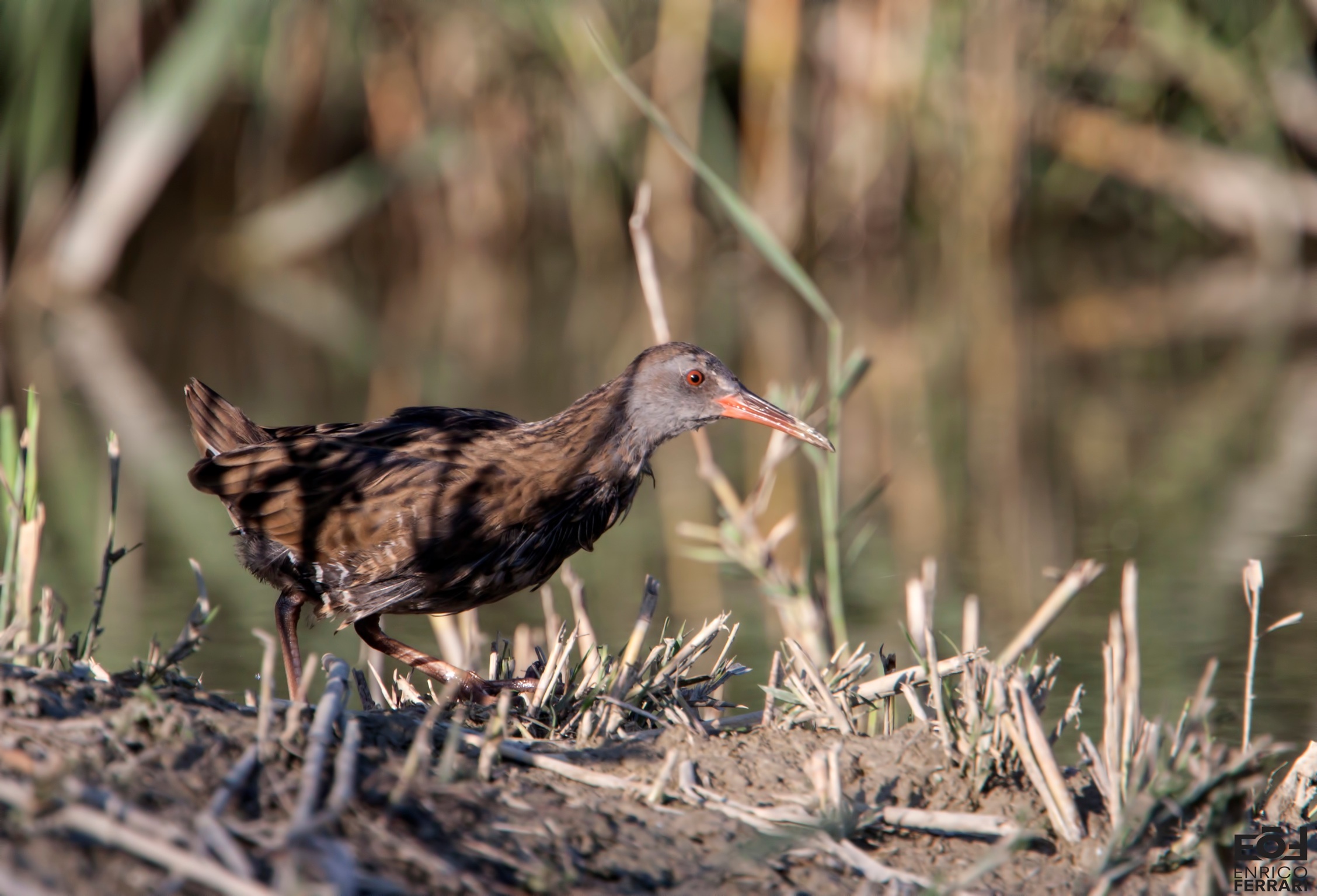 Water Rail