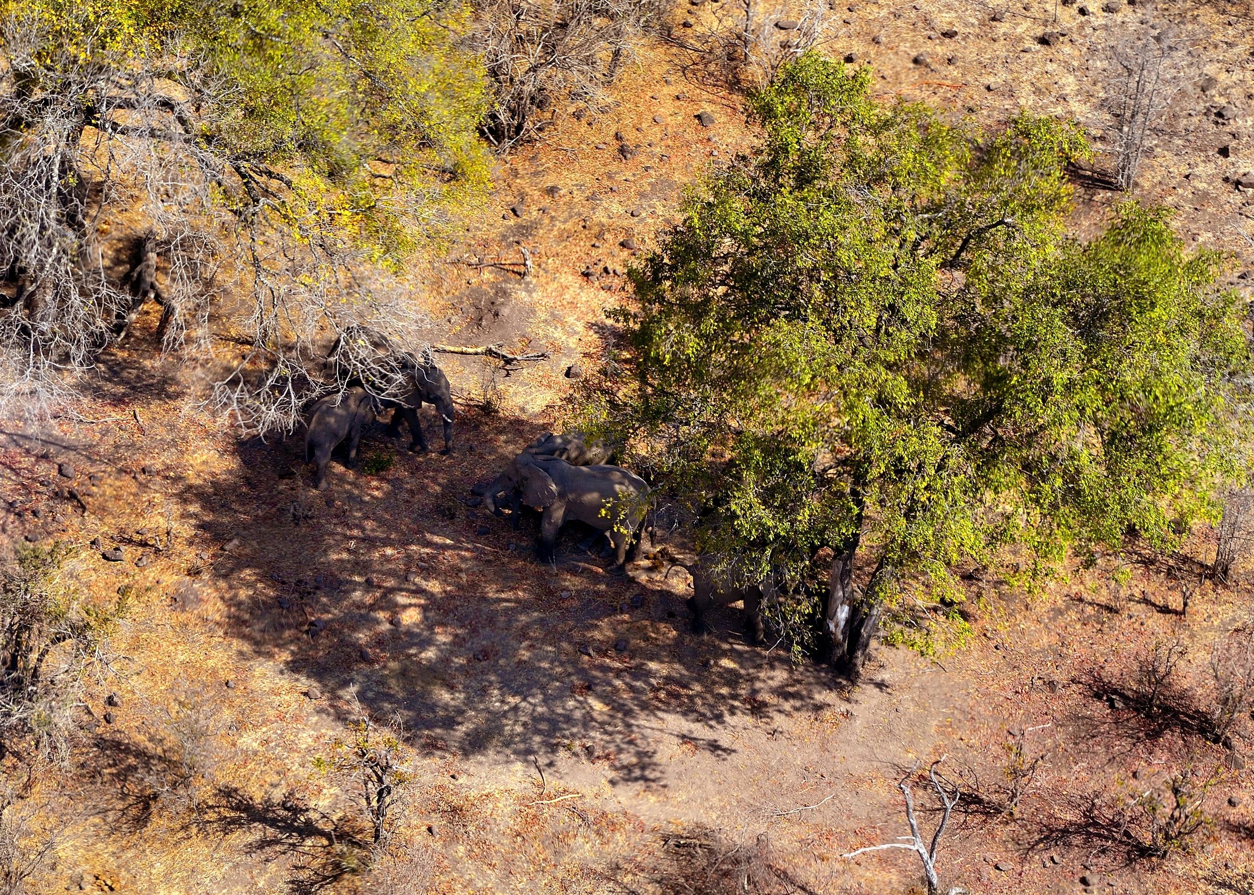 Zimbawue - Victoria falls - elefanti