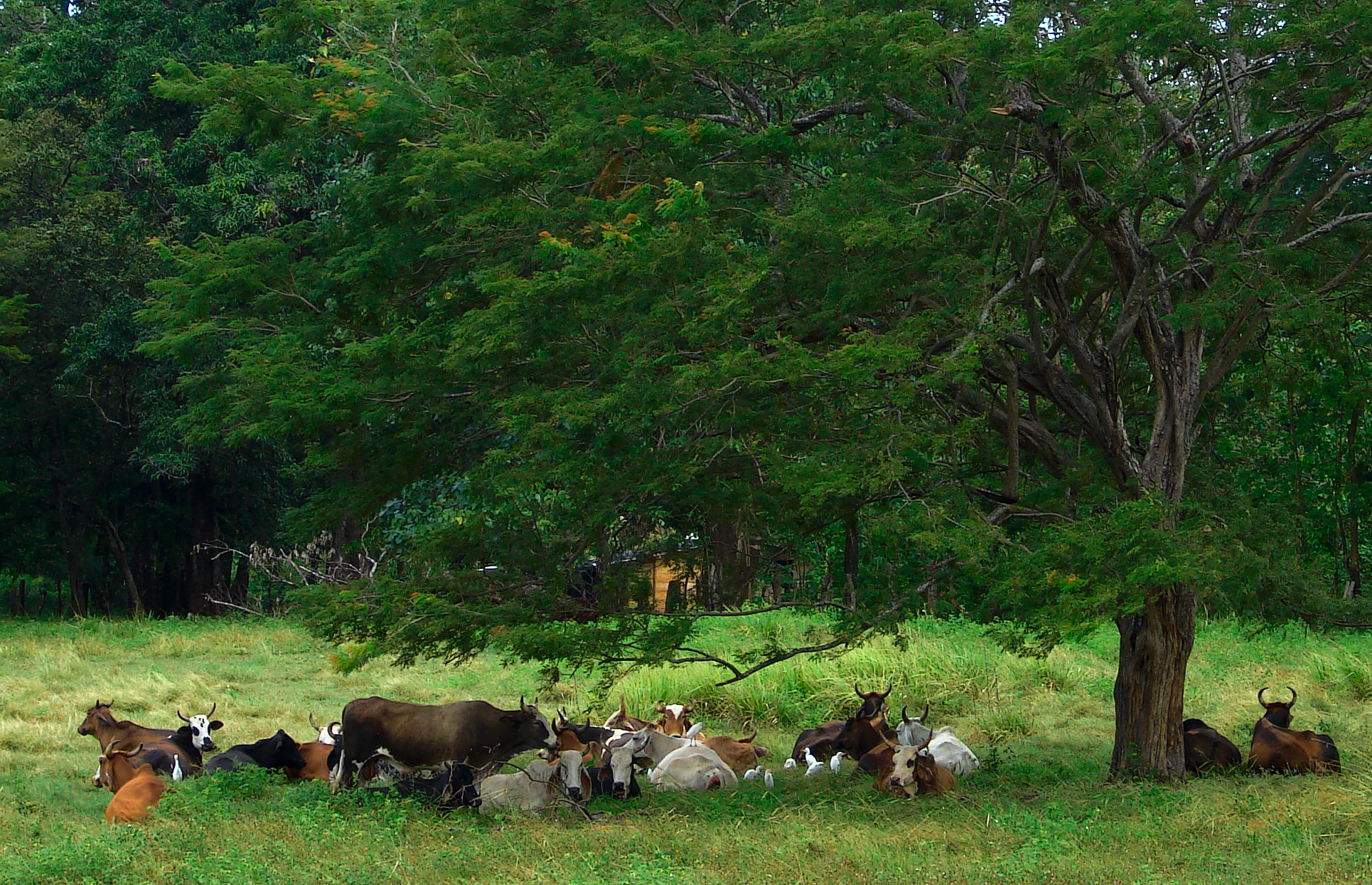 All together resting