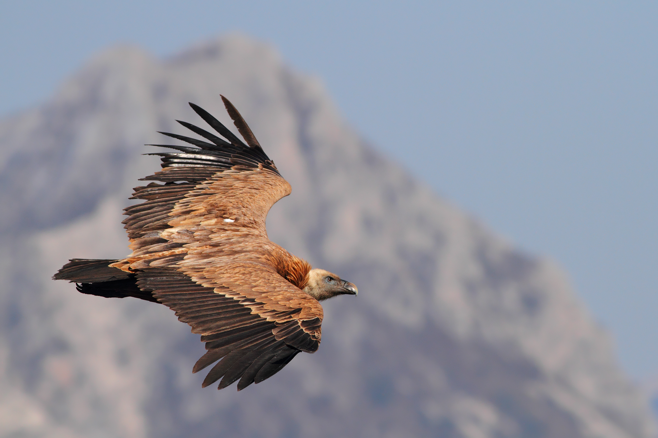 Among the mountains of the Verdon .....