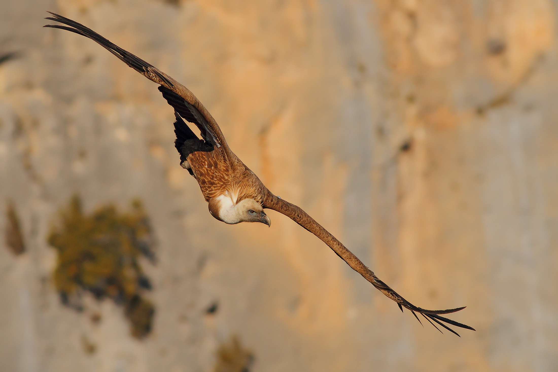 Roll Motion Collapse