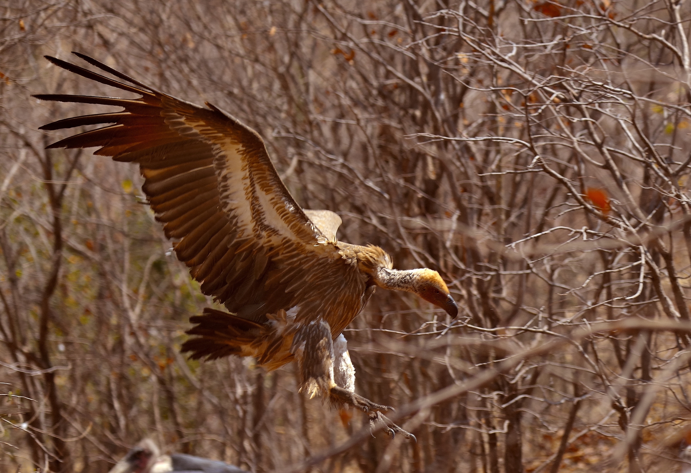 Zimvawue - Victoria falls - avvolyoio