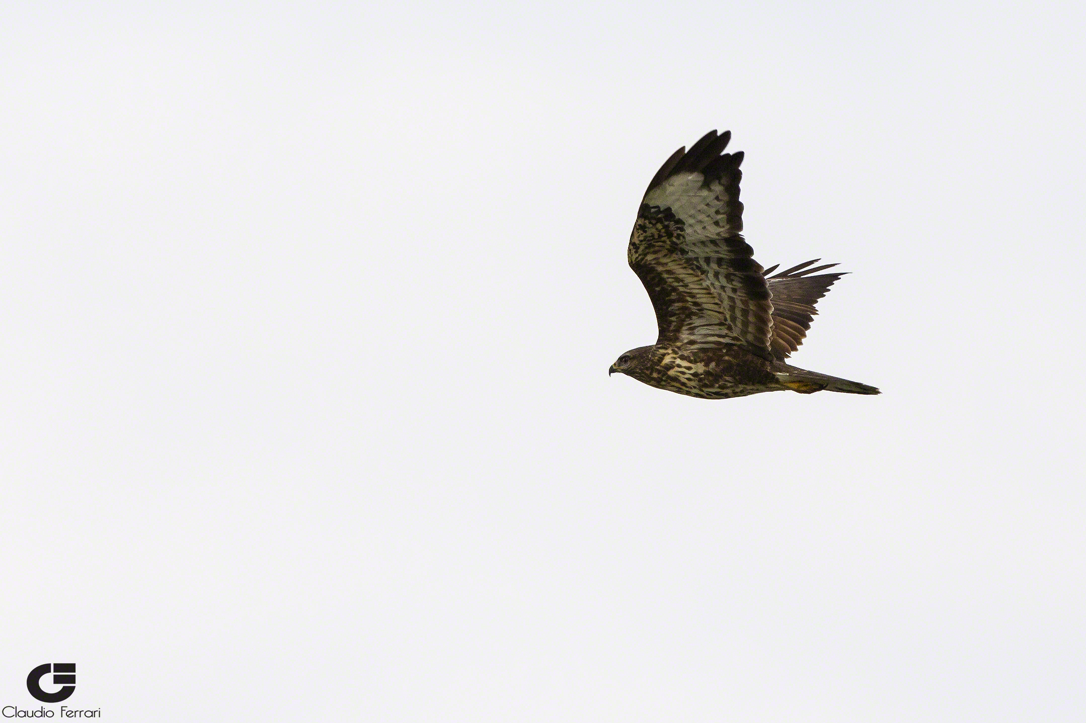 Buzzard