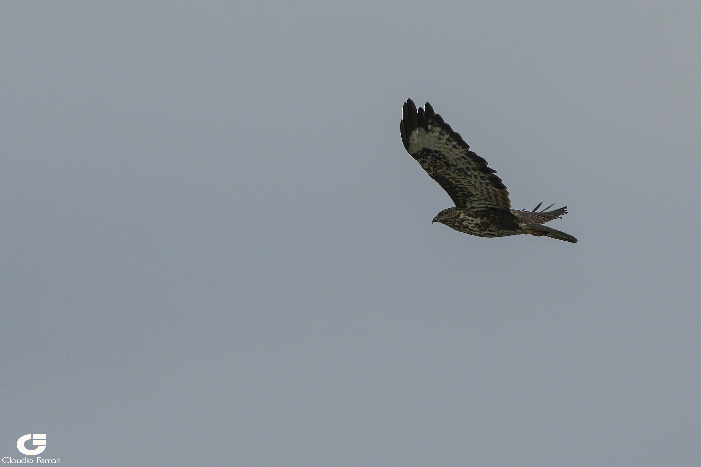 Buzzard