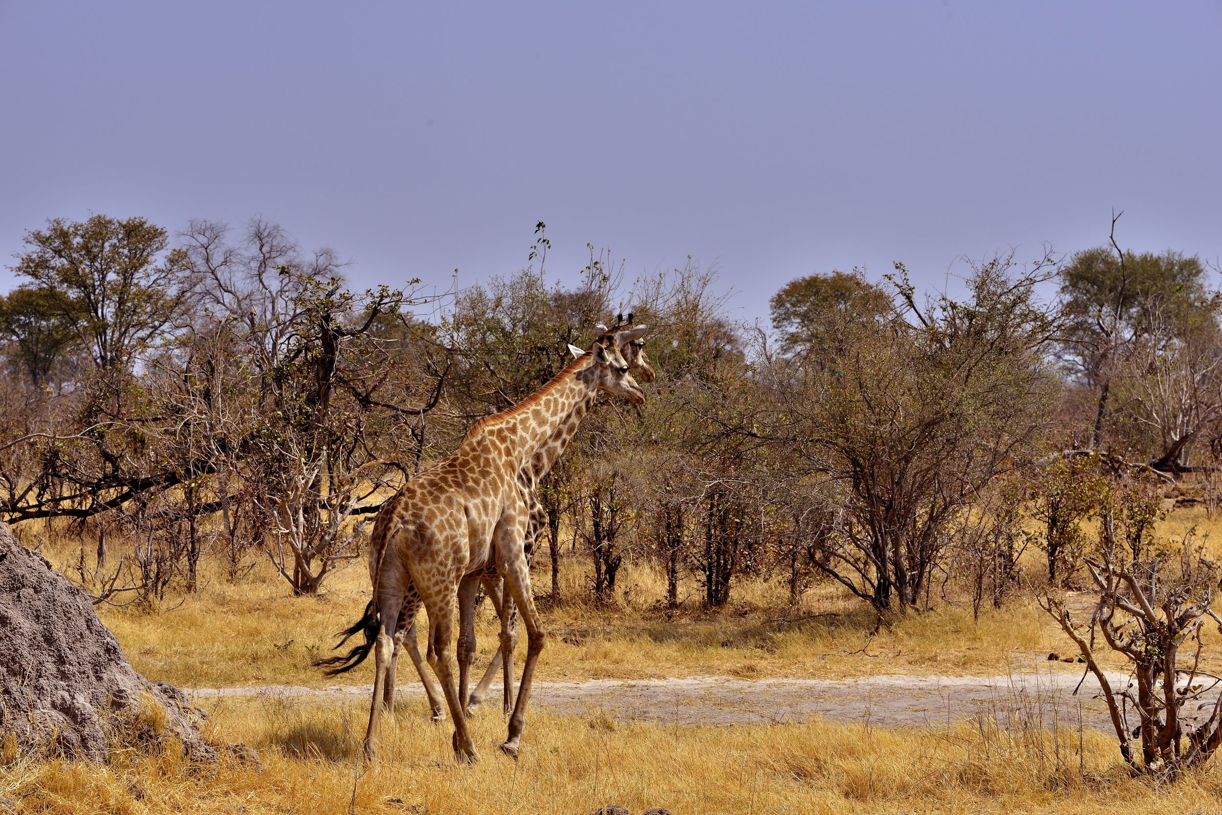 Savuti - Giraffe