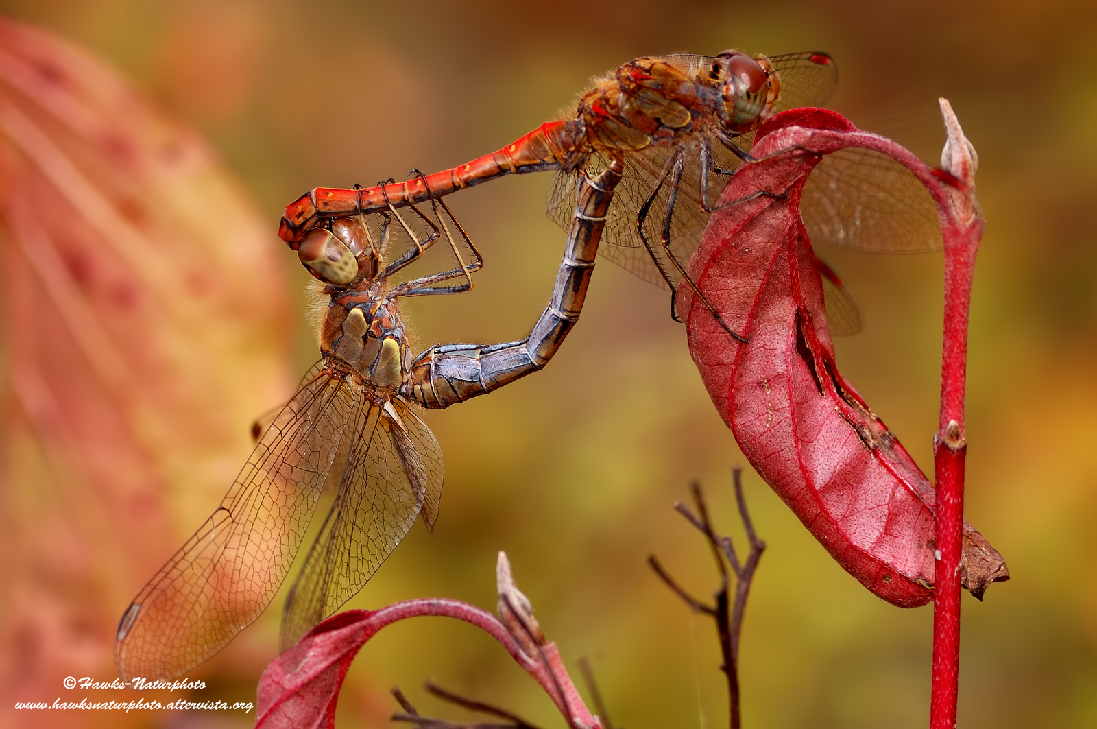 Dragonflies