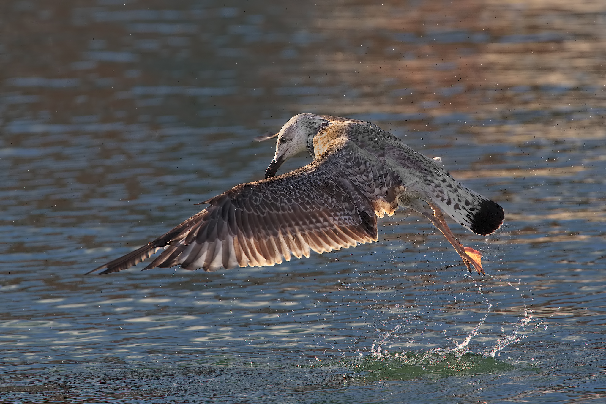 seagulls in caccia2