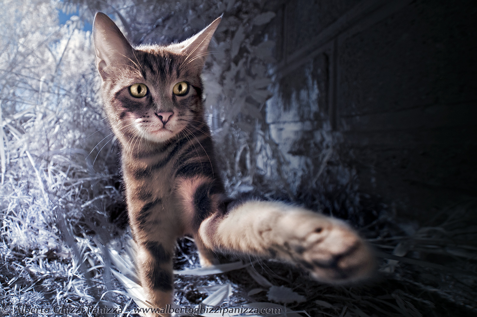 Voglio proprio graffiarti lo schermo!