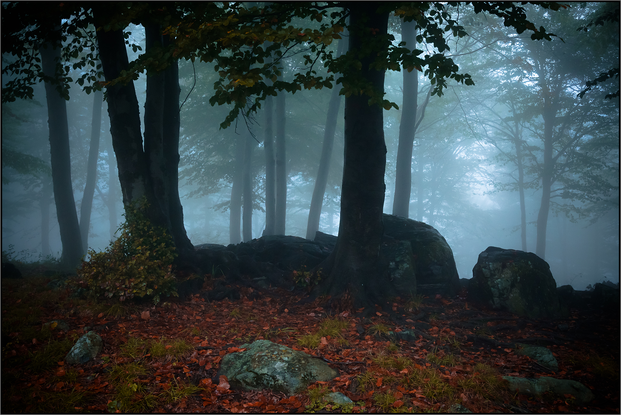 The secrets of the forest