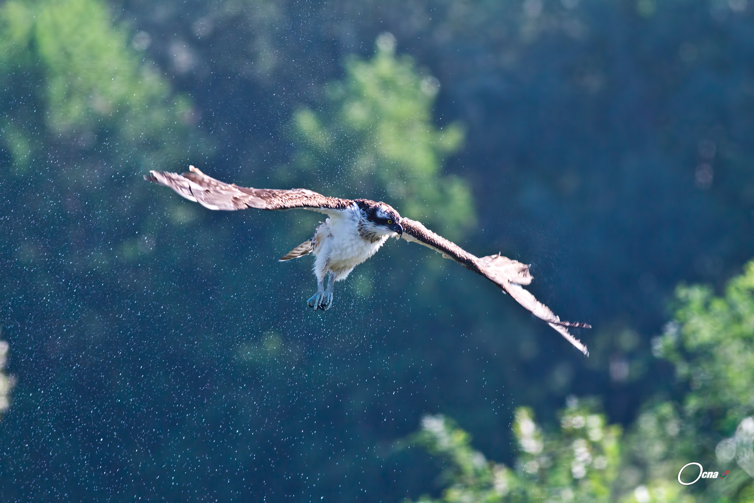 falco pescatore ...."il canadair" !