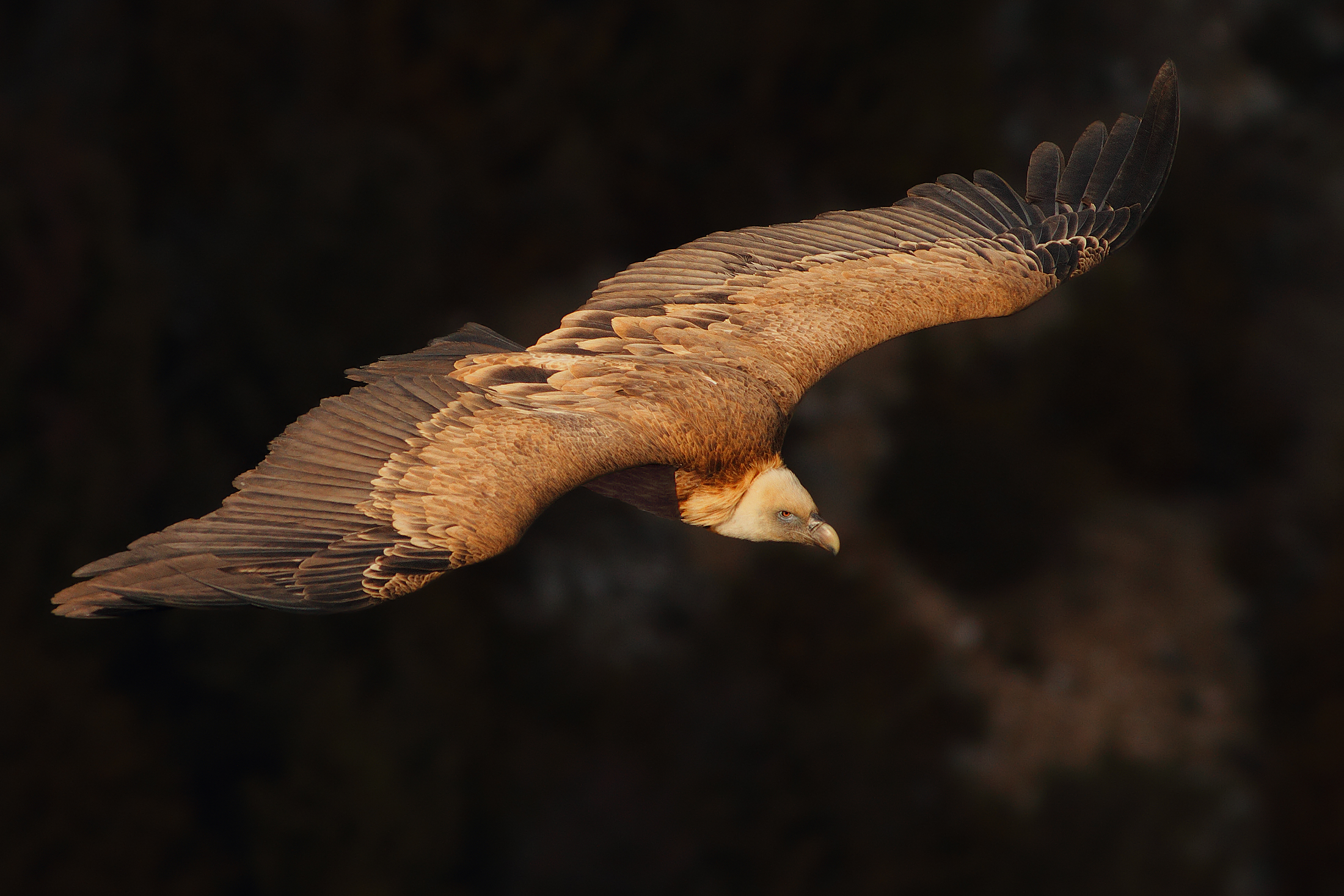Volando sul buio.....