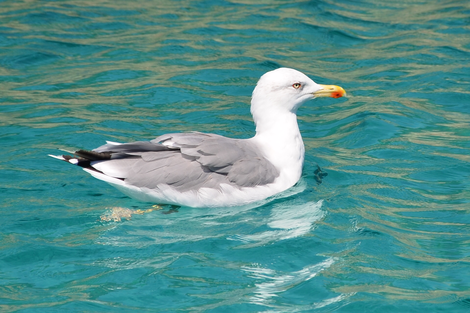 Seagull