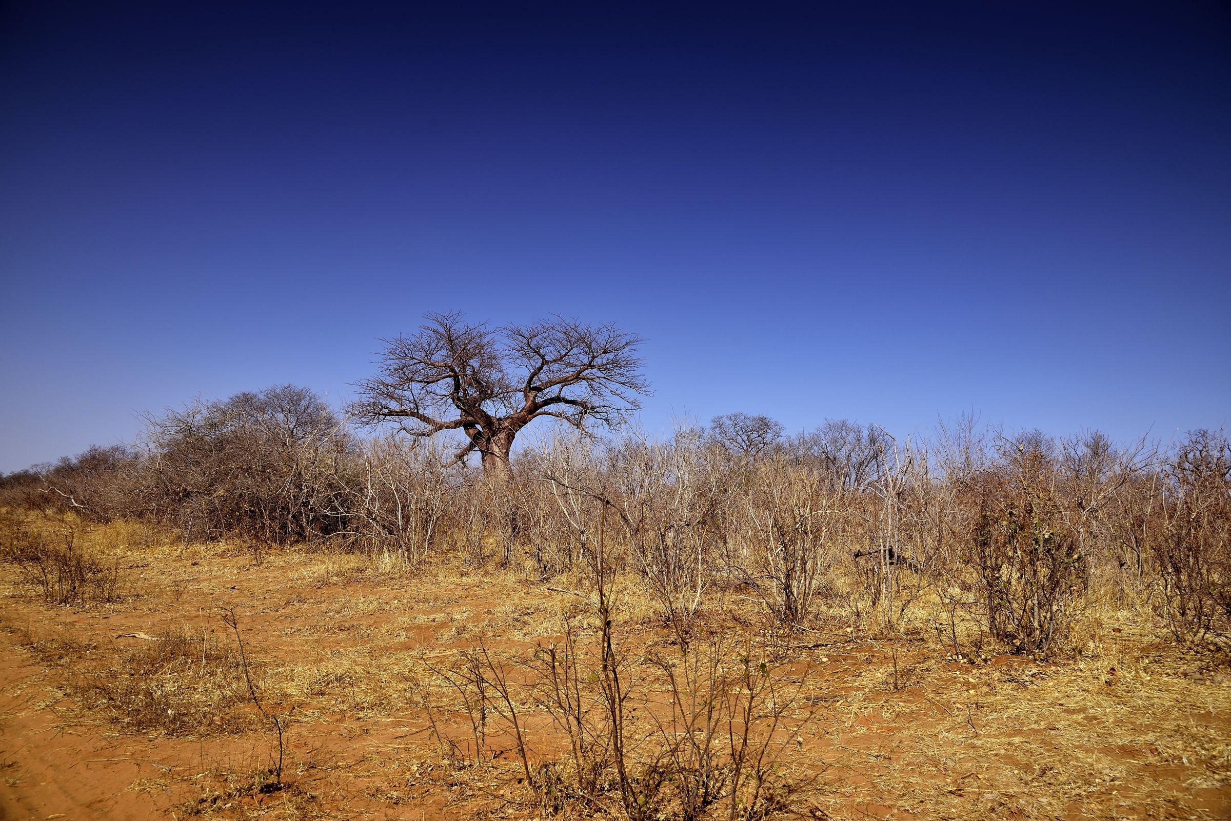 Botswana - baobab