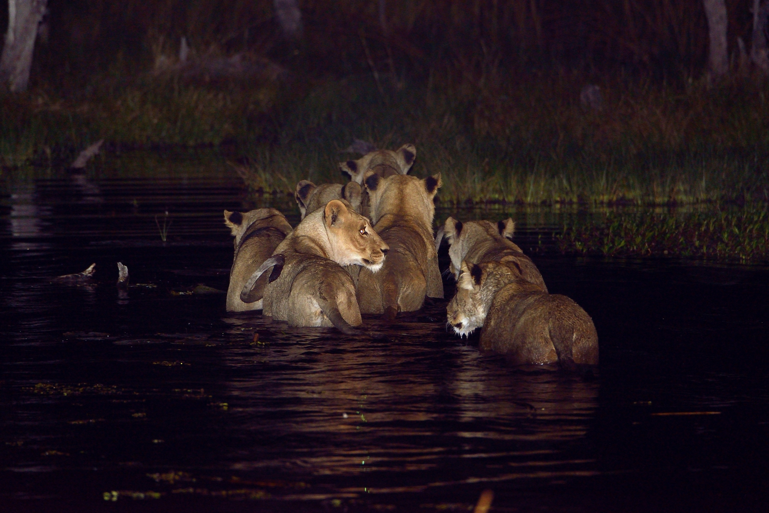 leonesse nella notte del Moremi