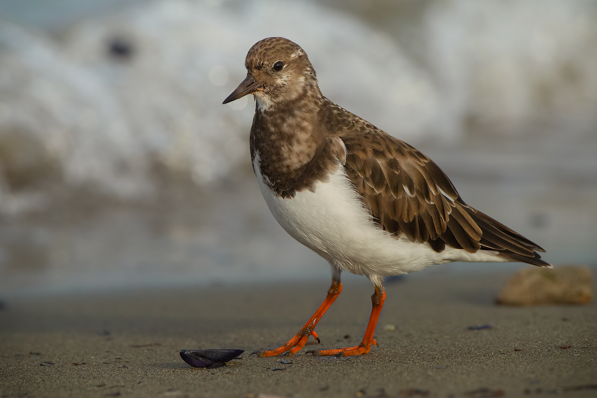 Ruddy Turnstone