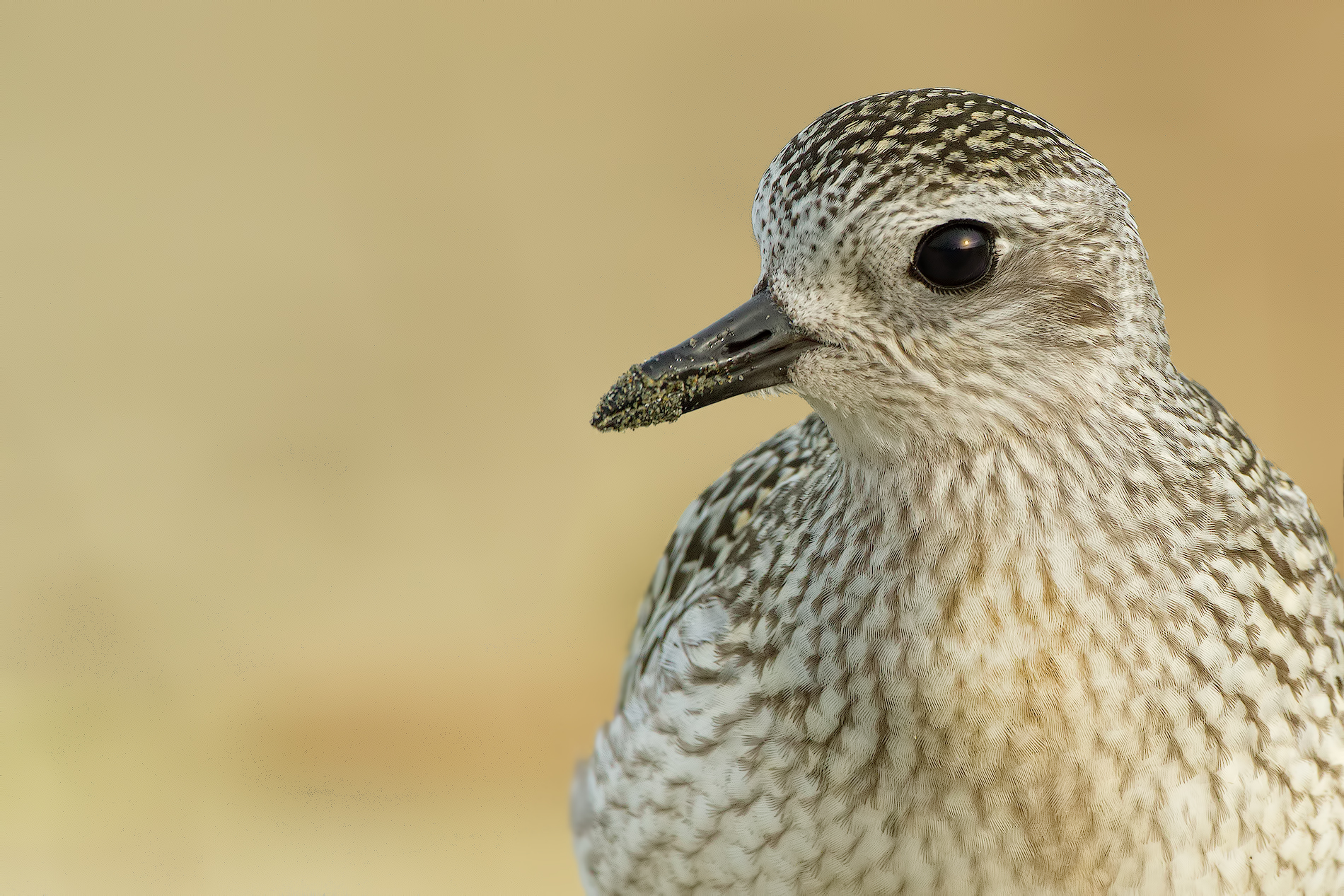 Plover Close Up
