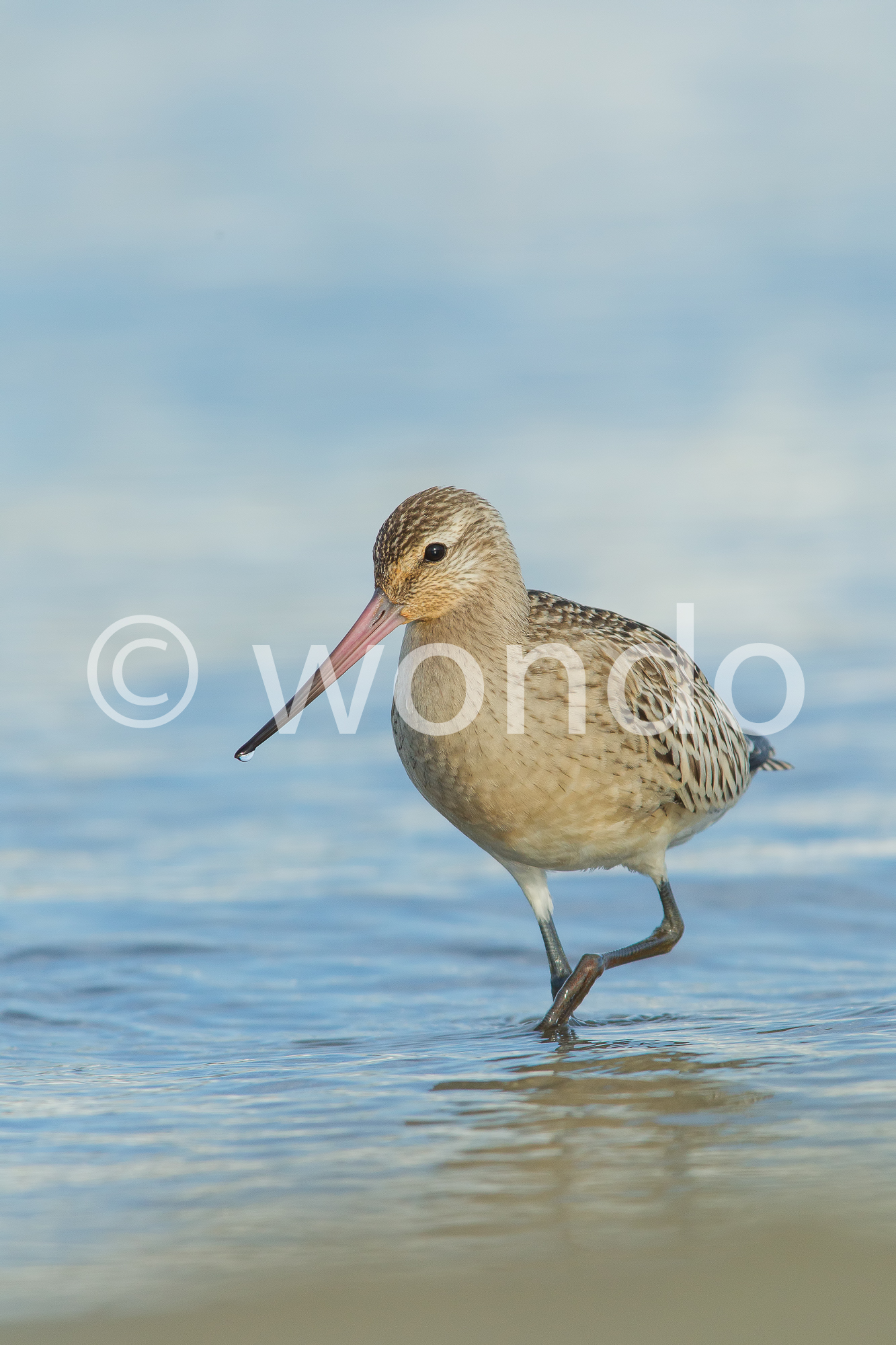 godwit