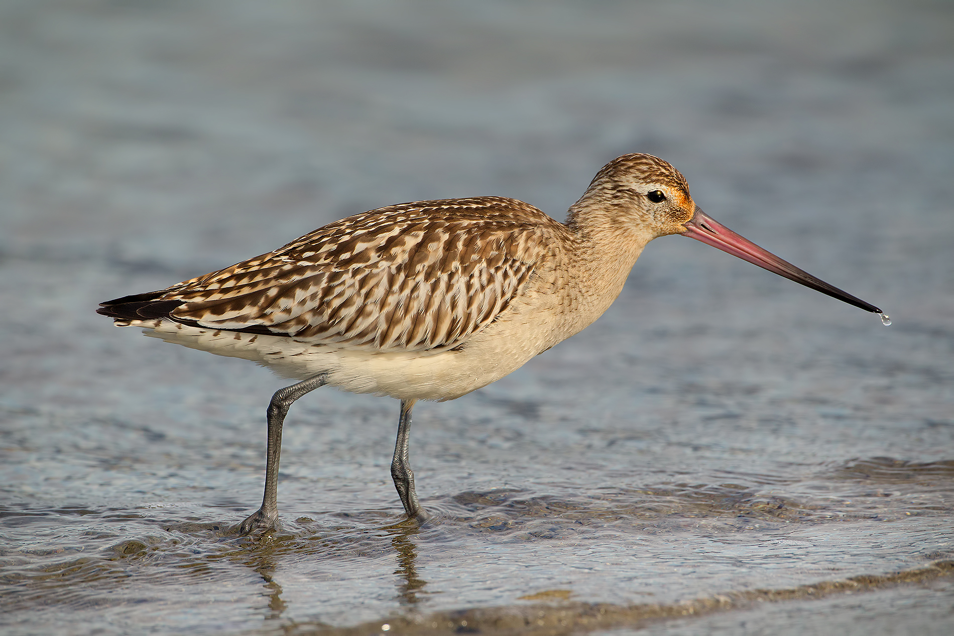 The drop .. (Godwit)