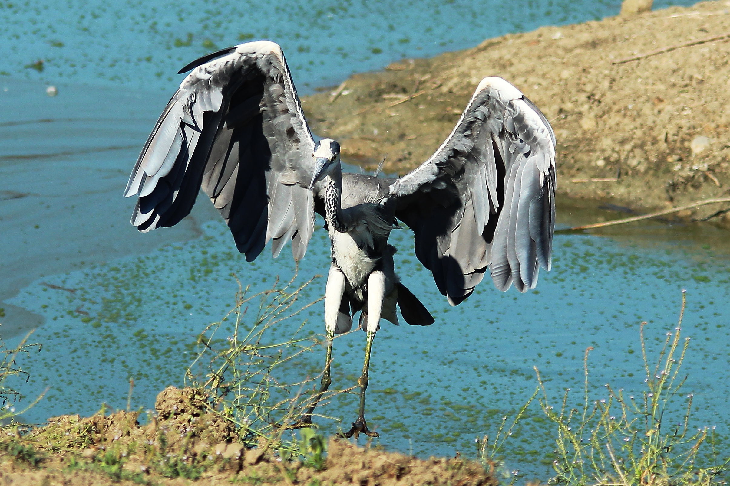Airone Cenerino-atterraggio