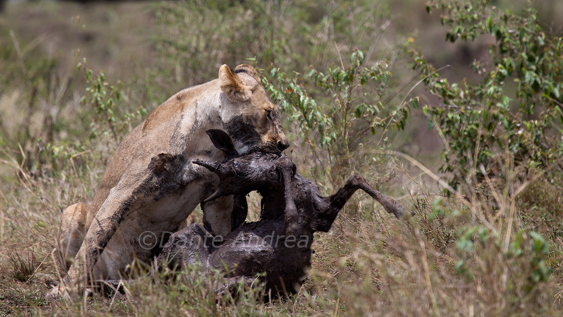 La fine della caccia