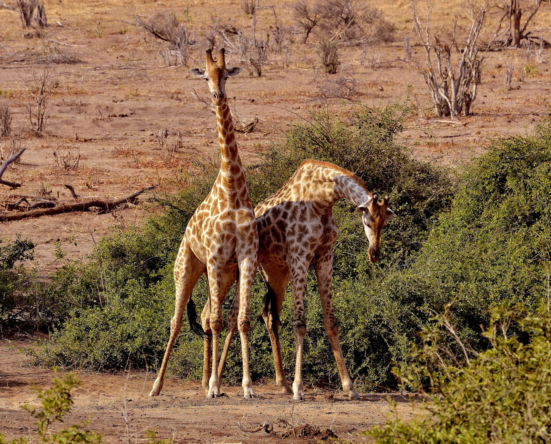Chobe - Giraffe