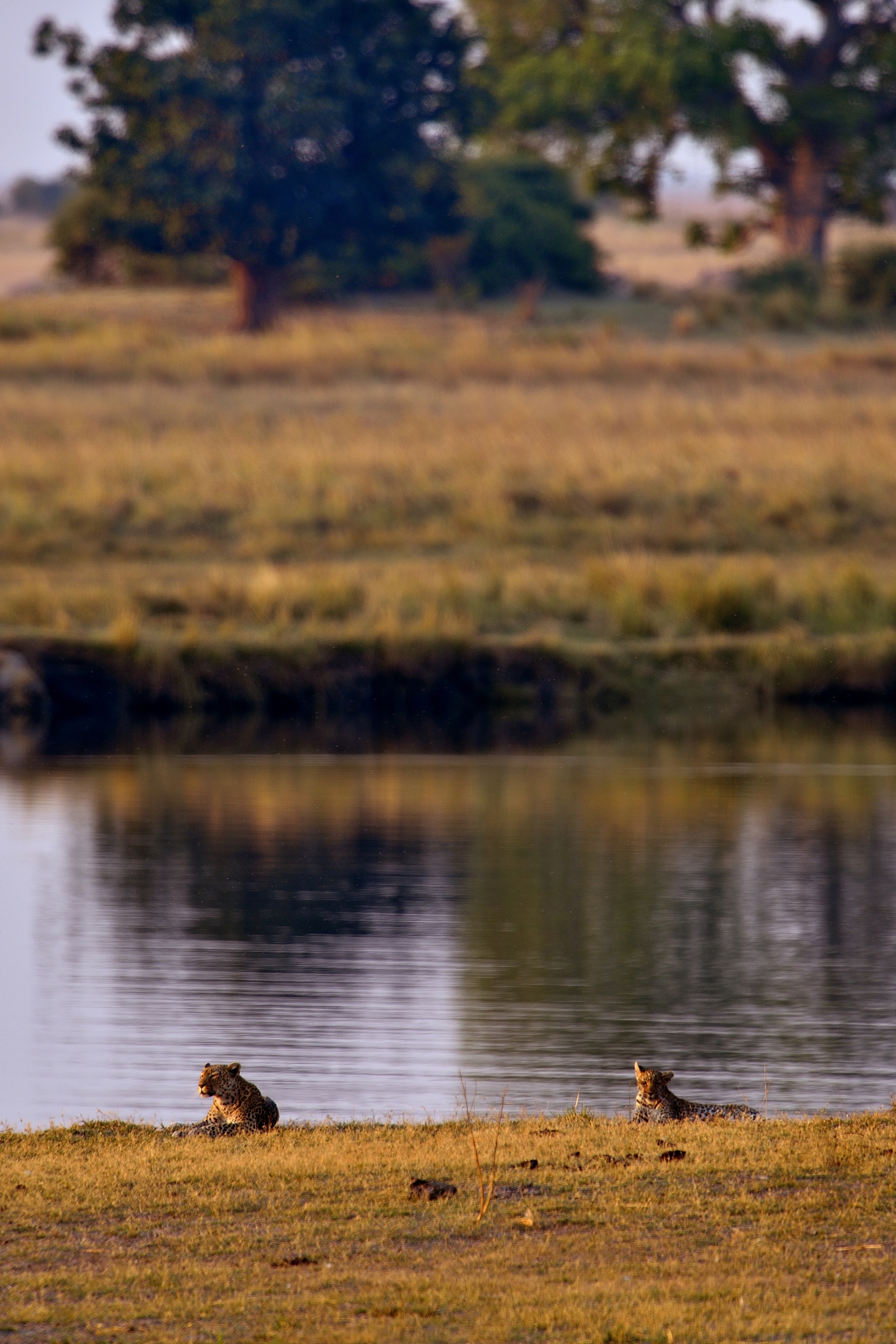 Chobe - leopardi