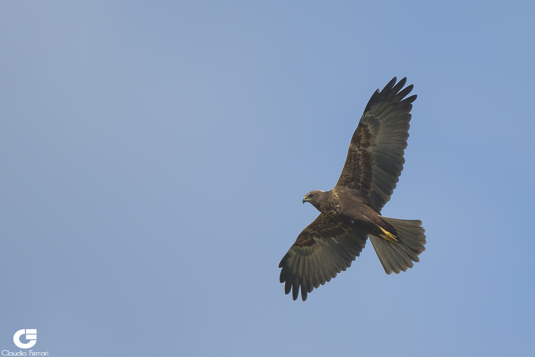 Marsh Harrier