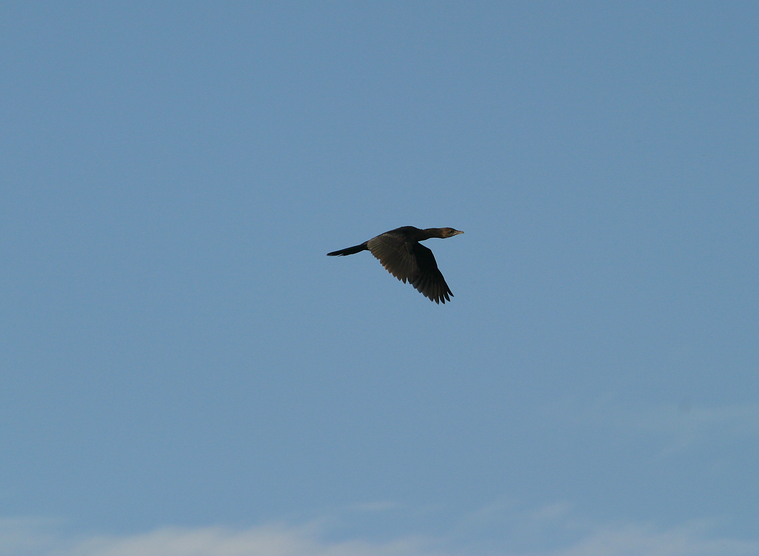Marangone minore al volo(10d+jupiter 200f4)