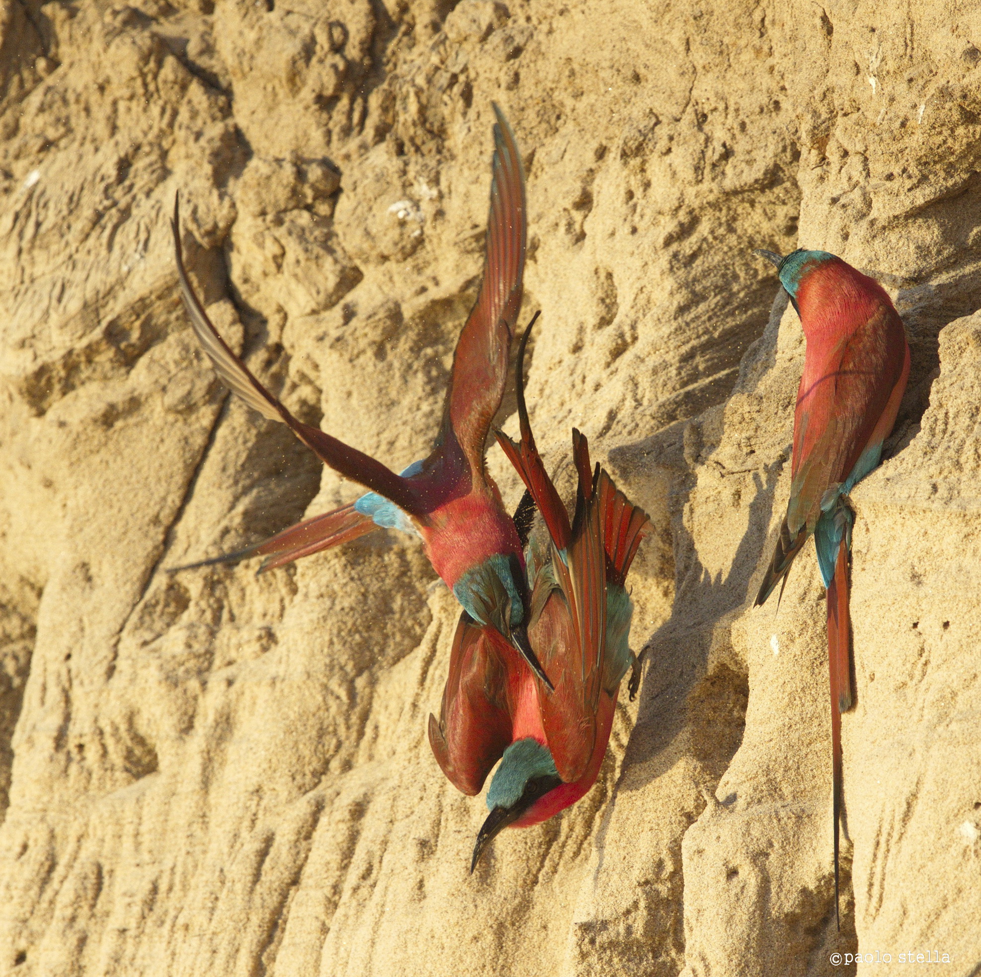 Carmine Bee-eaters on fight