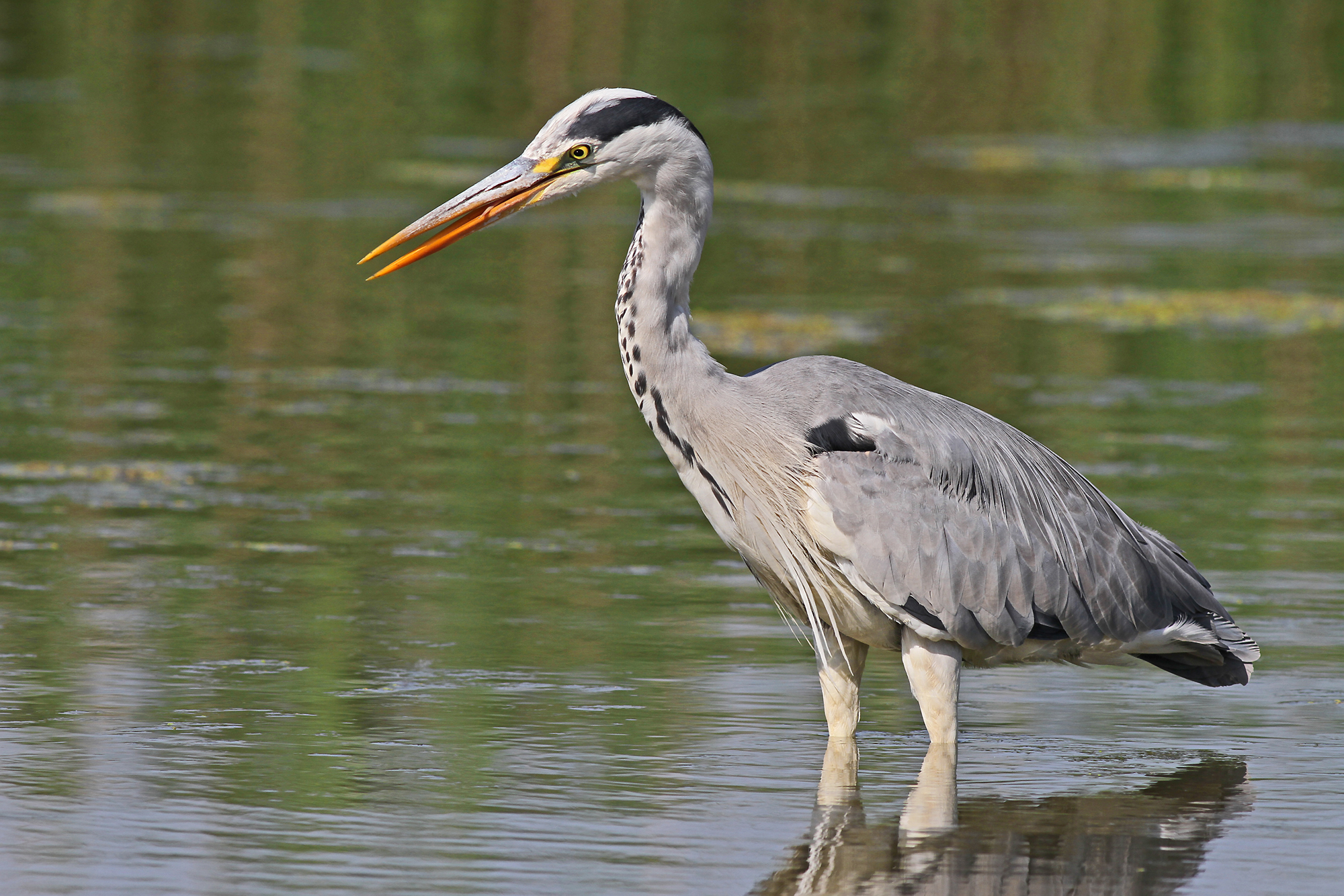 Grey Heron