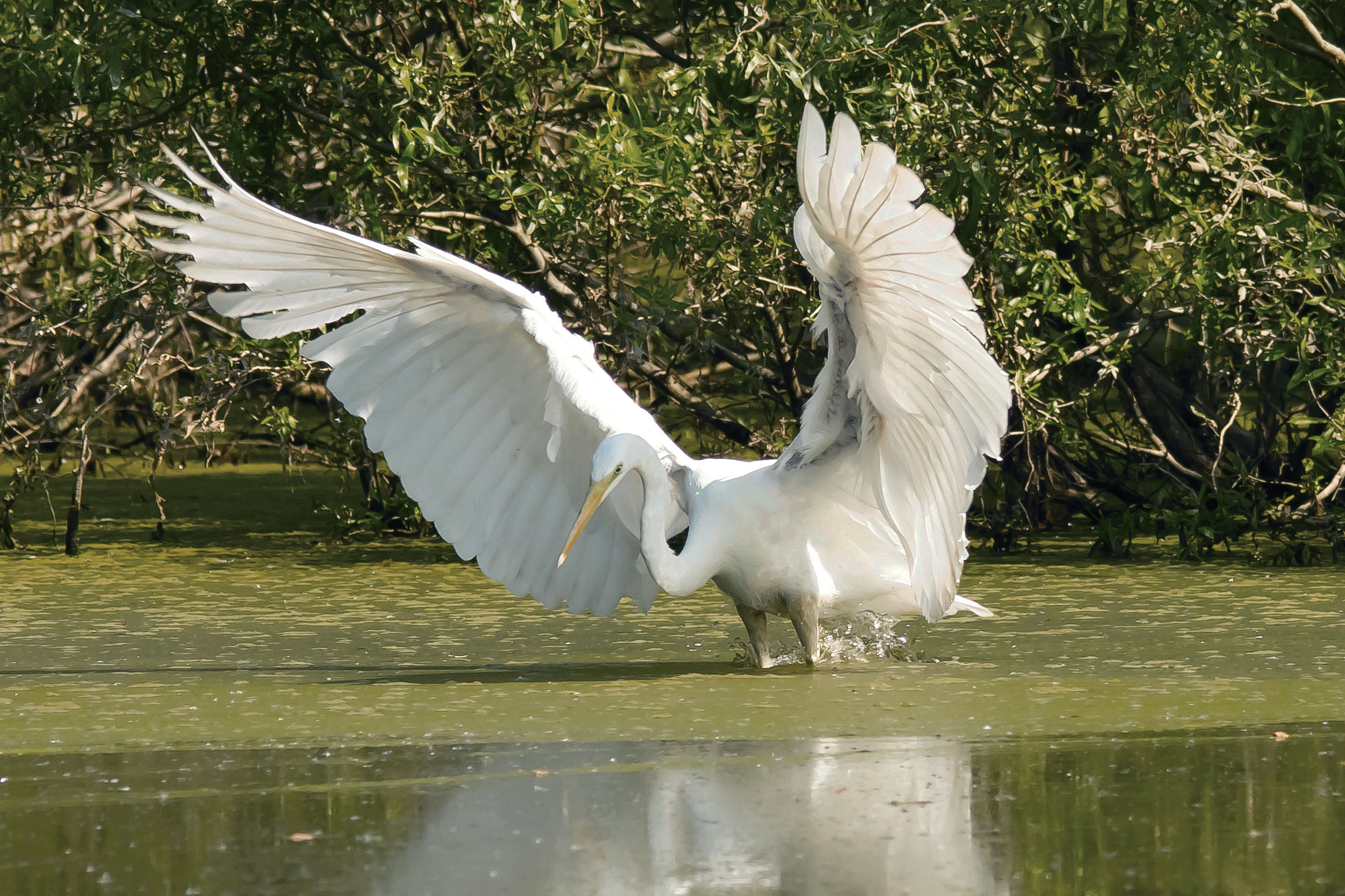 Great Egret