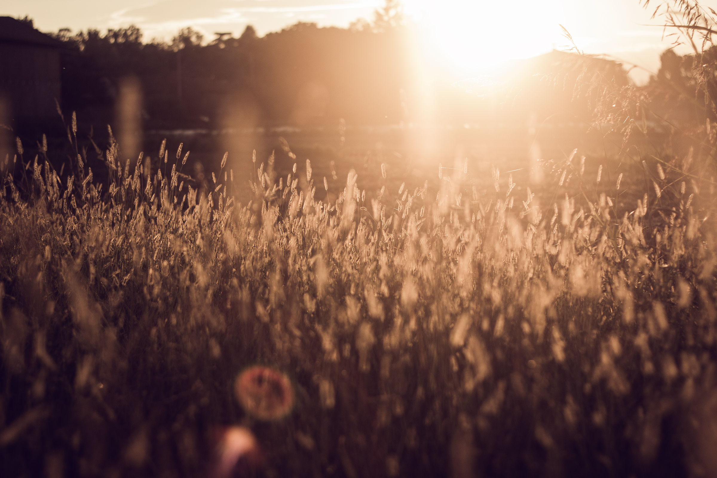 Wheat at Sunset