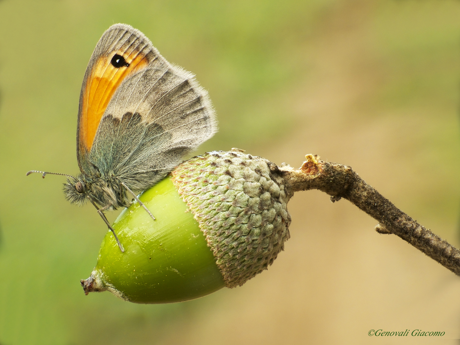 è arrivato l'autunno
