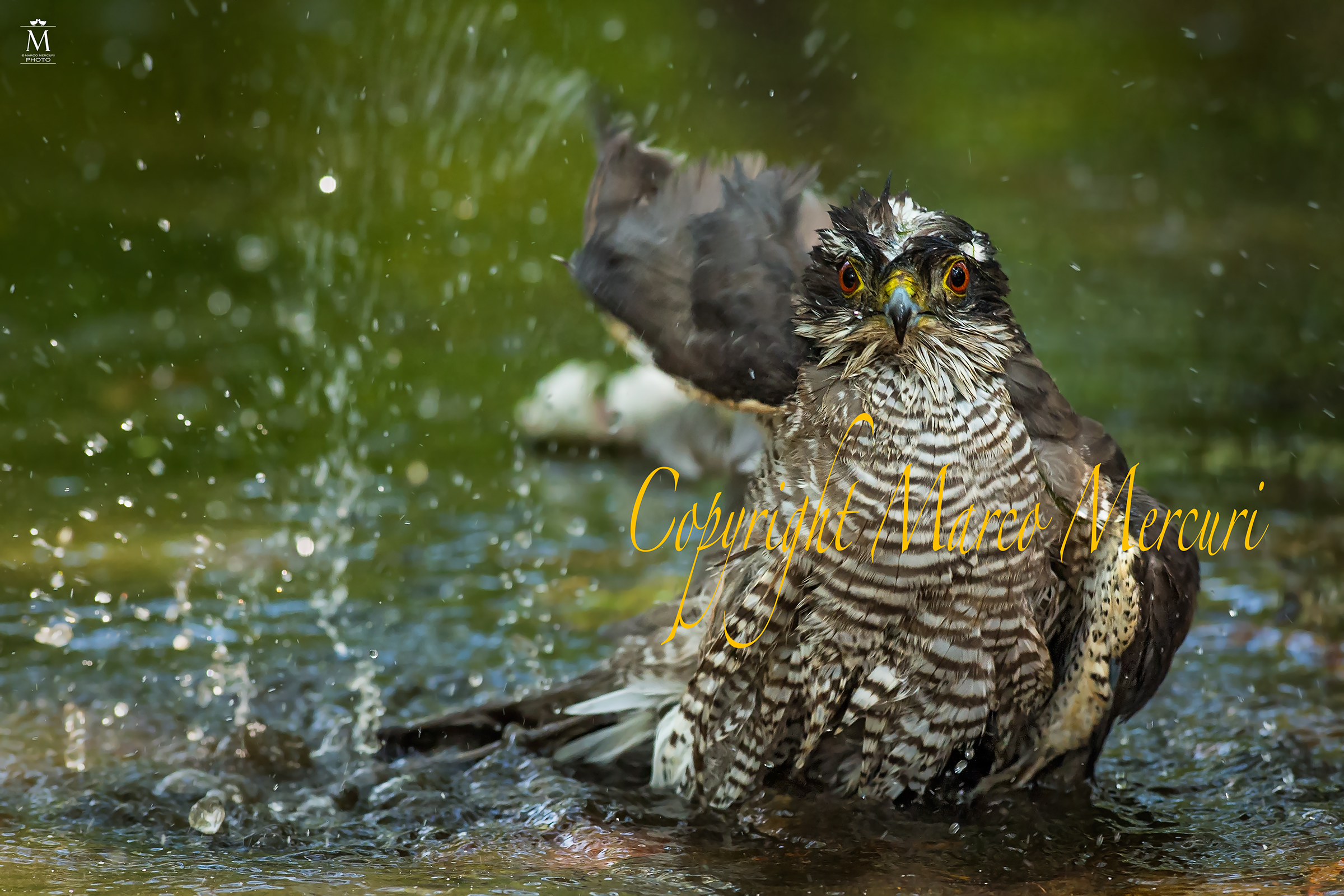 Il Bagno dello Sparviere.