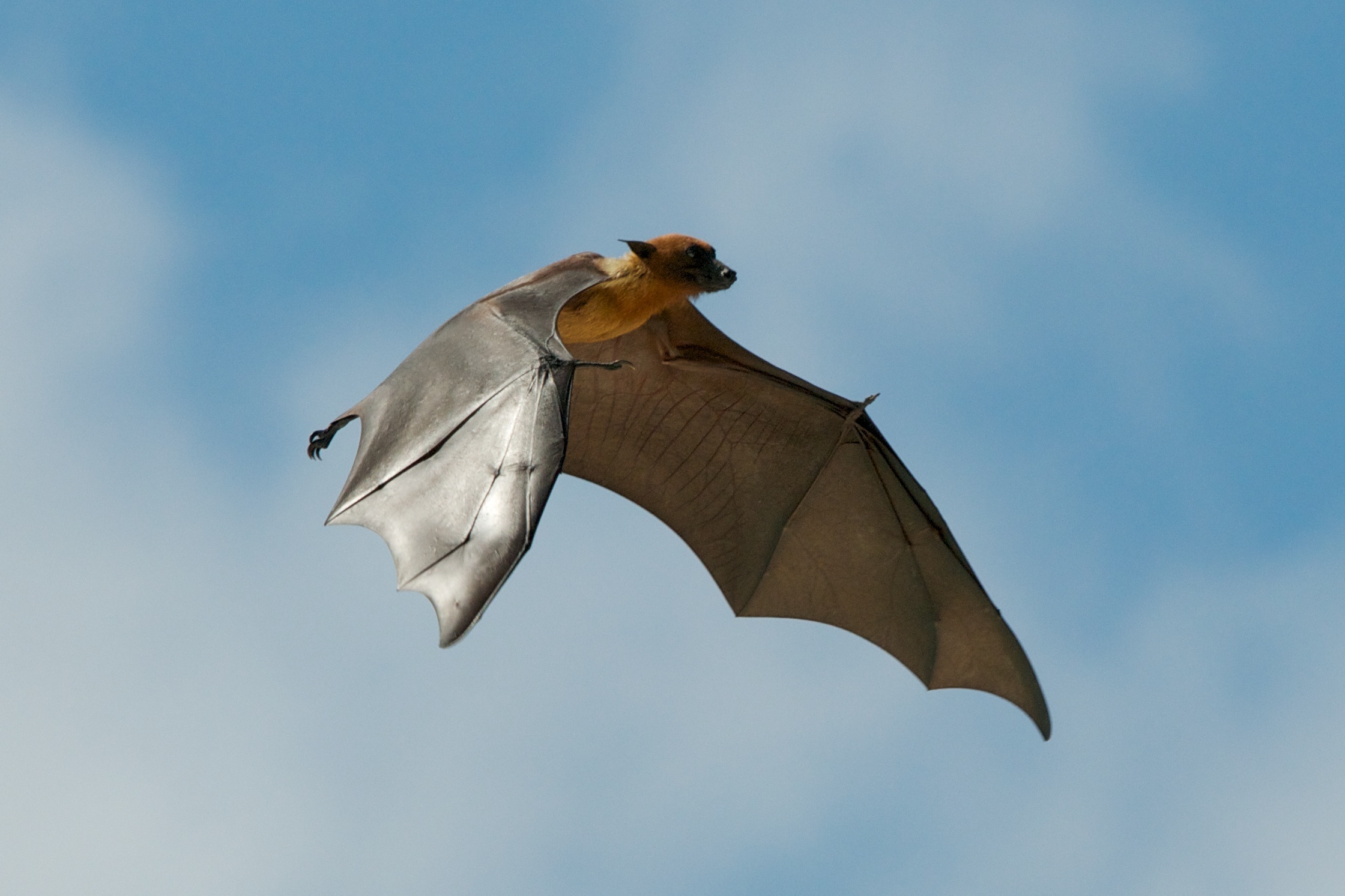 Fruit Bat di Mauritius