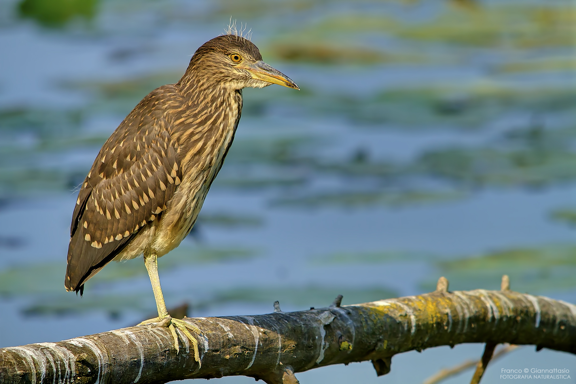 Night Heron young.