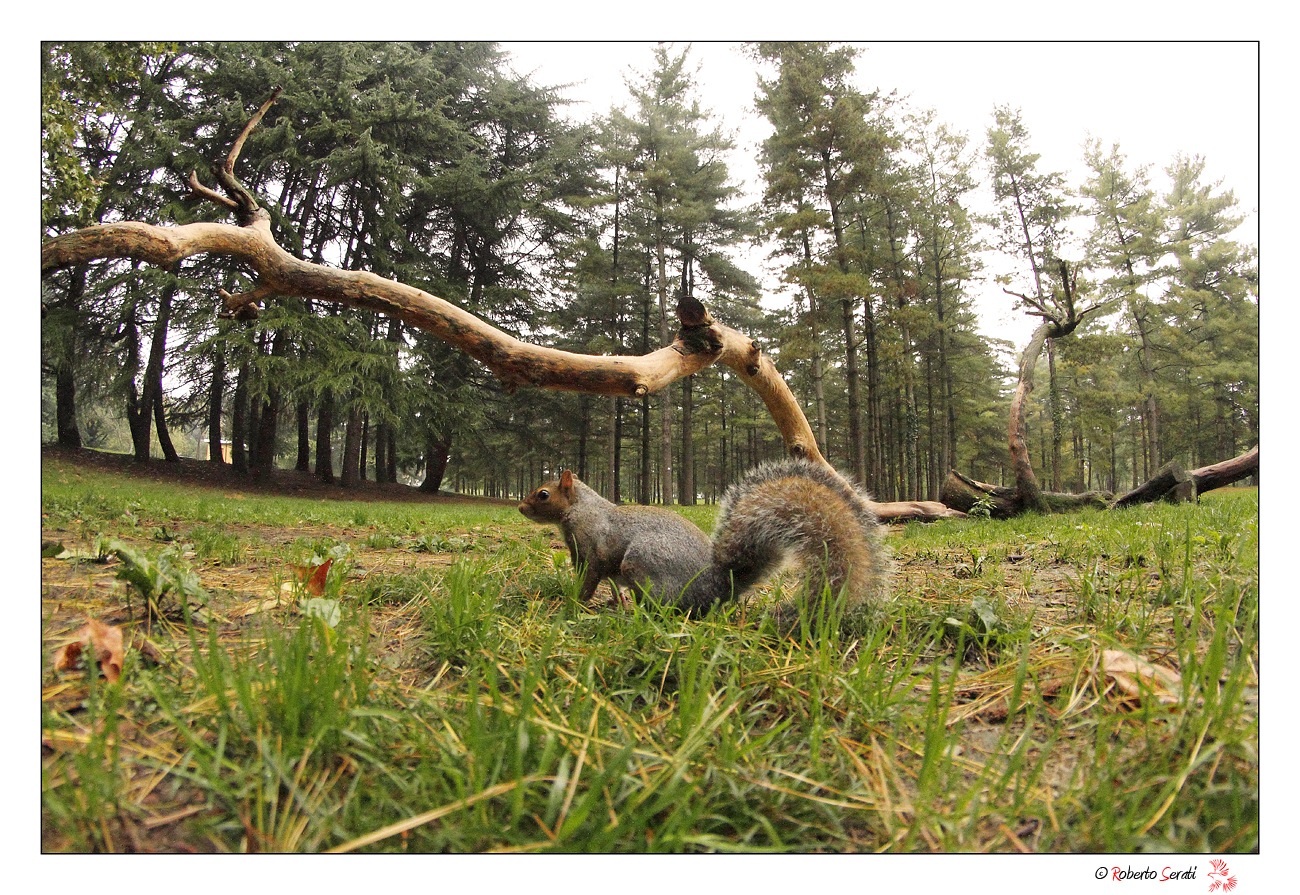 Al parco con l' 8 mm