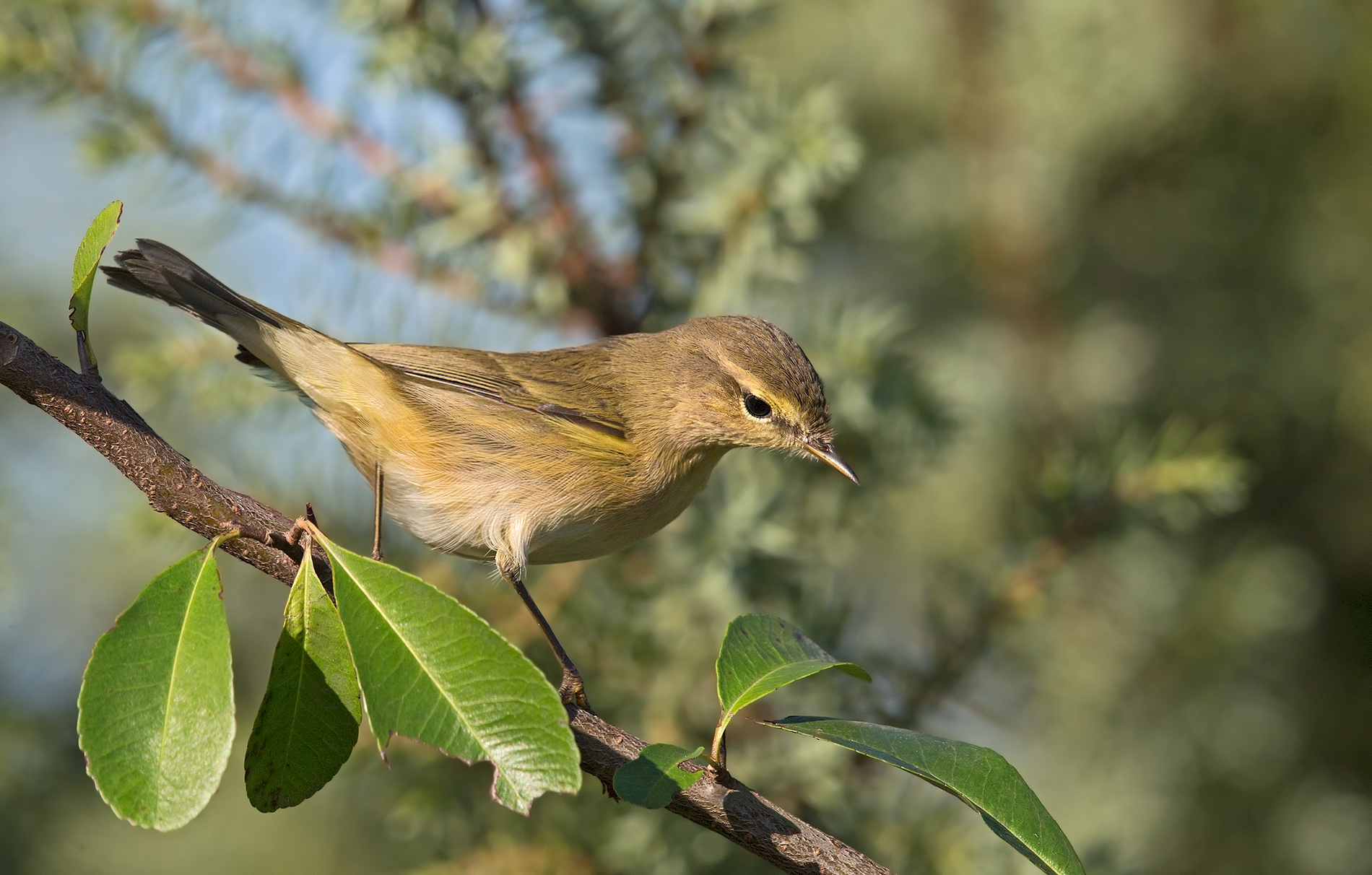 Chiffchaff