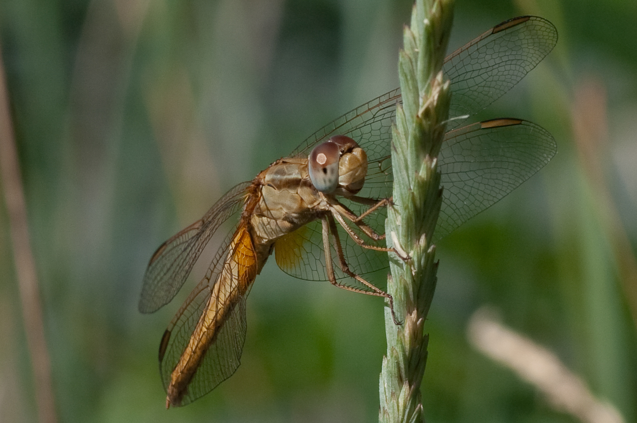 Libellula
