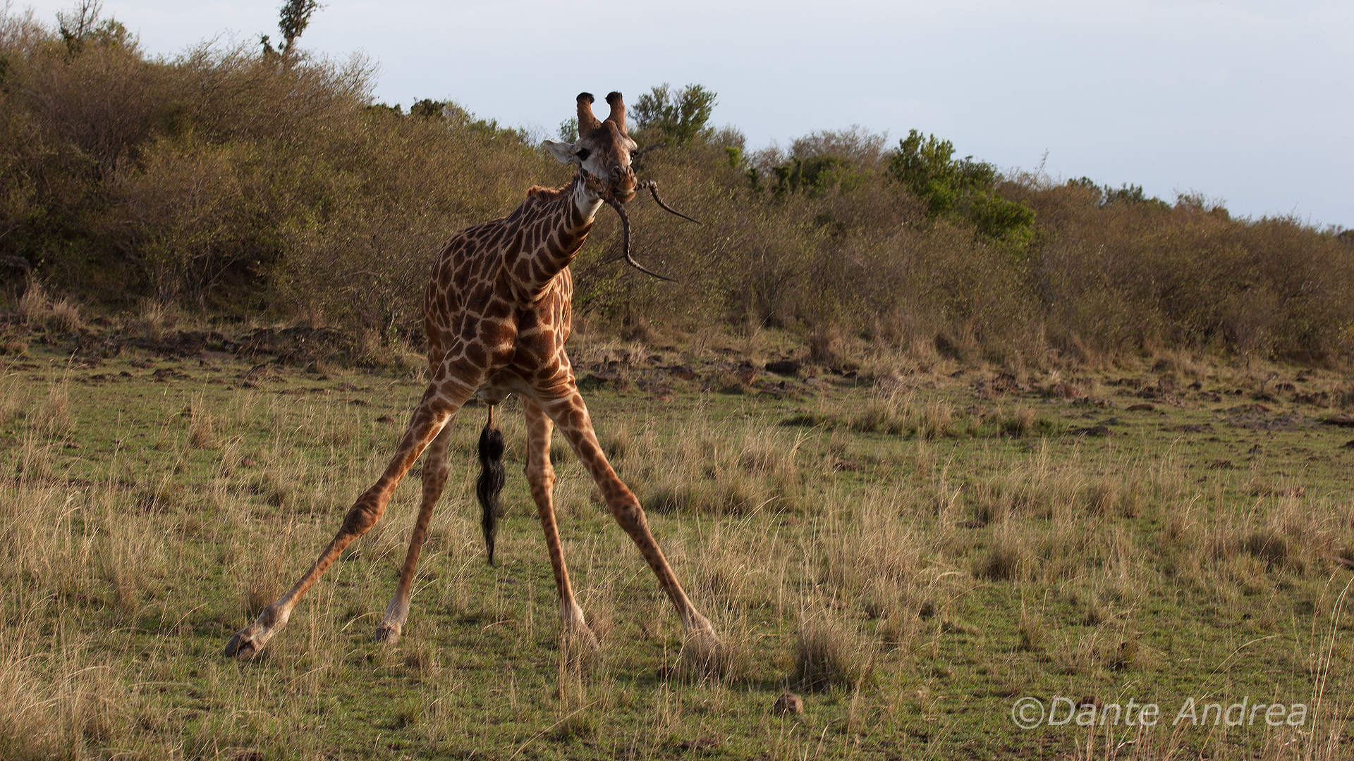 Giraffe and horns