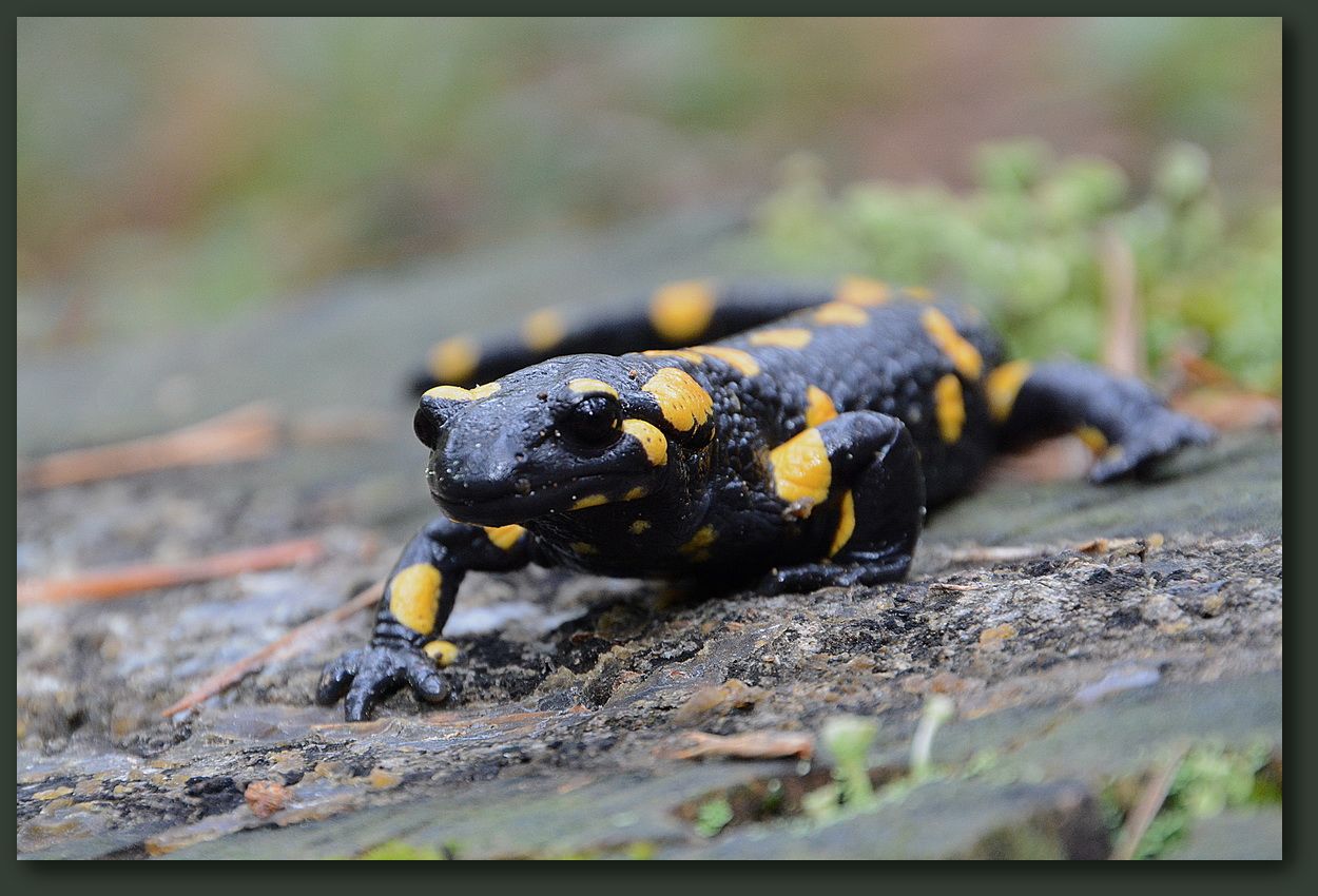 Salamandra Alpestre