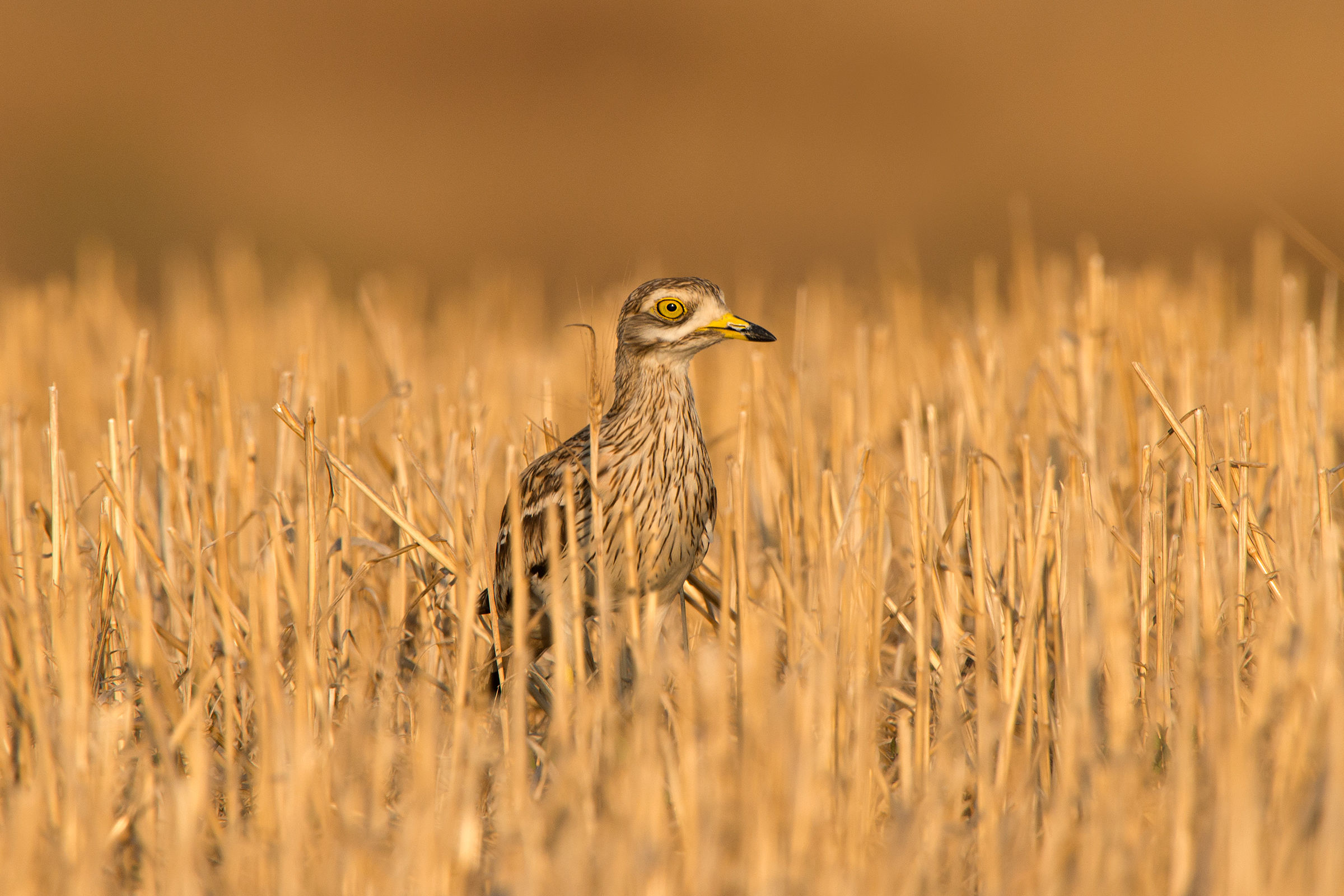 occhione al tramonto