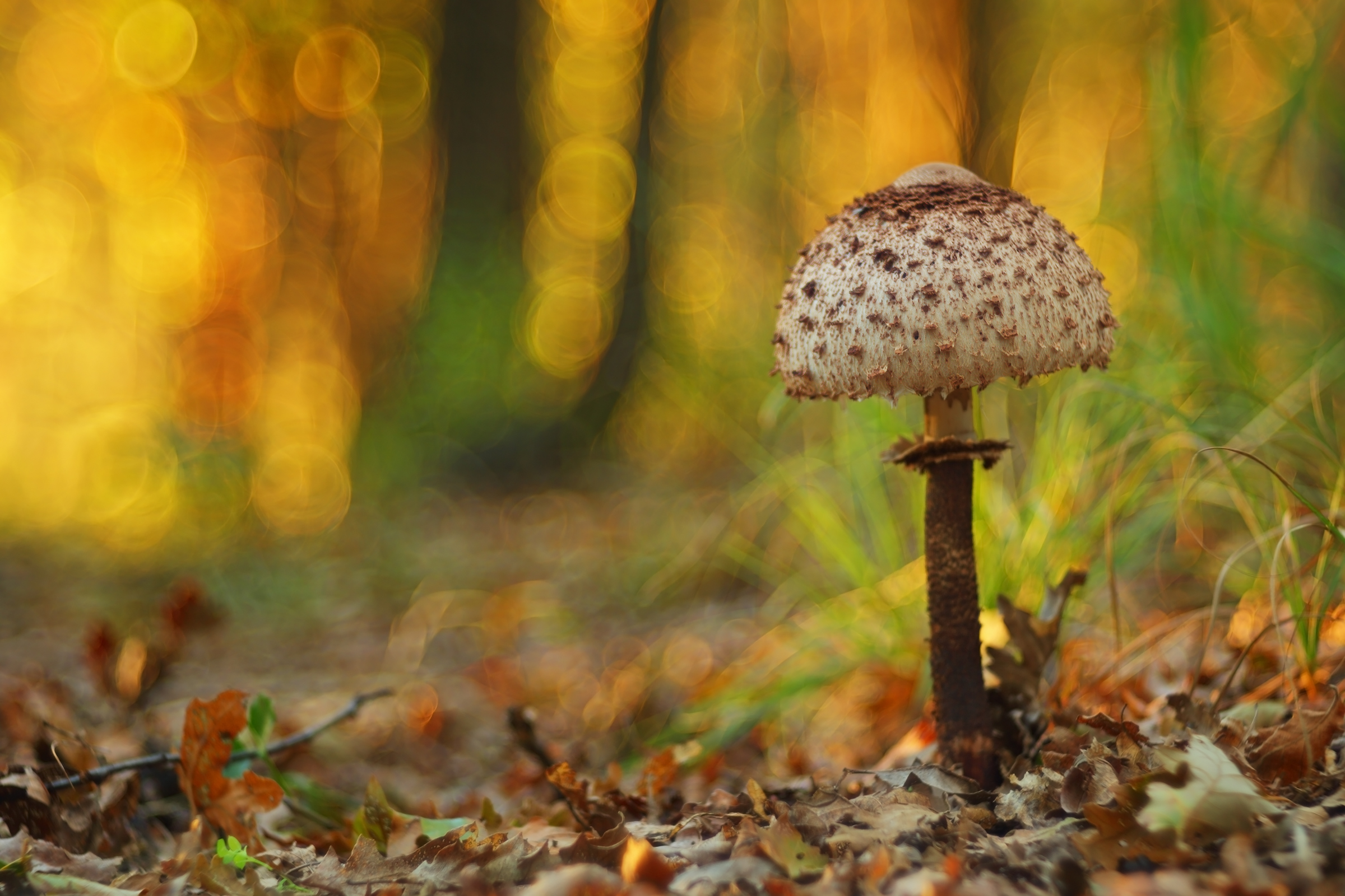 Parasol mushroom